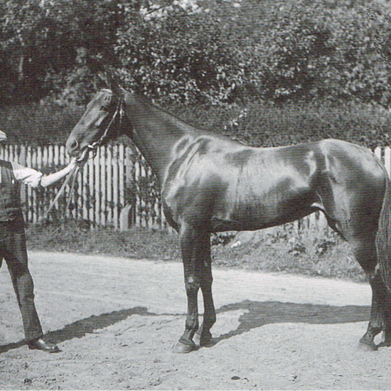 Julius Pajonceks derbyvinder fra 1906, Miss Refero. Hoppen var opdrættet af forpagter Willads Olsen fra Lyngby, men moderen Missie var indført af Pajoncek, og han købte Miss Refero af Willads Olsen og solgte hoppen senere til Alkemade.