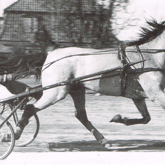 Captain Axworthy-datteren Sylvia med Oluf Månsson i sulkyen. Hoppen satte flere rekorder.