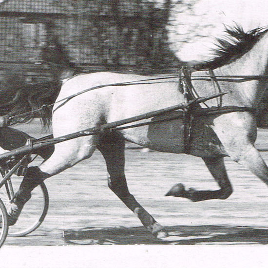 Olof Månsson i et træningsarbejde med Sylvia, der i 1937 satte en 4-års hopperekord, der holdt i hele 19 år.