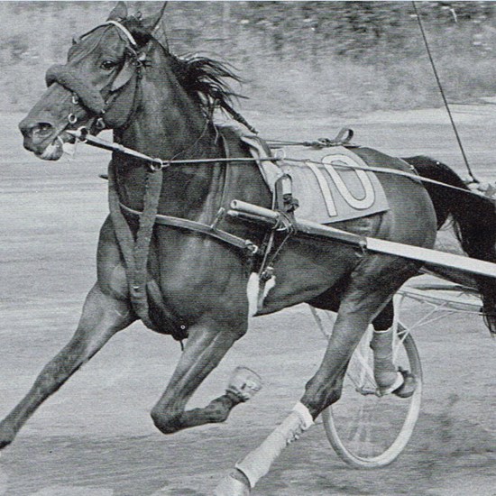 Walther Kaiser-Hansen bag Misty Senator, der ubestridt var sin årgangs bedste som to- og treåring. Som fireåring vandt den Jydsk 4-årings Grand Prix i Aarhus, men svigtede som favorit i derbyet.